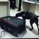 Foto 4 Aika, la perra que ayudó a detectar la droga